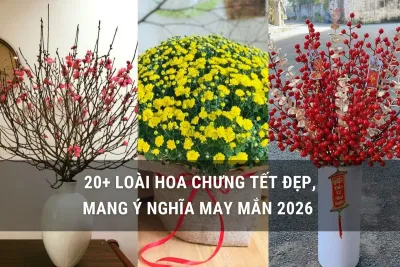 hoa chưng tết