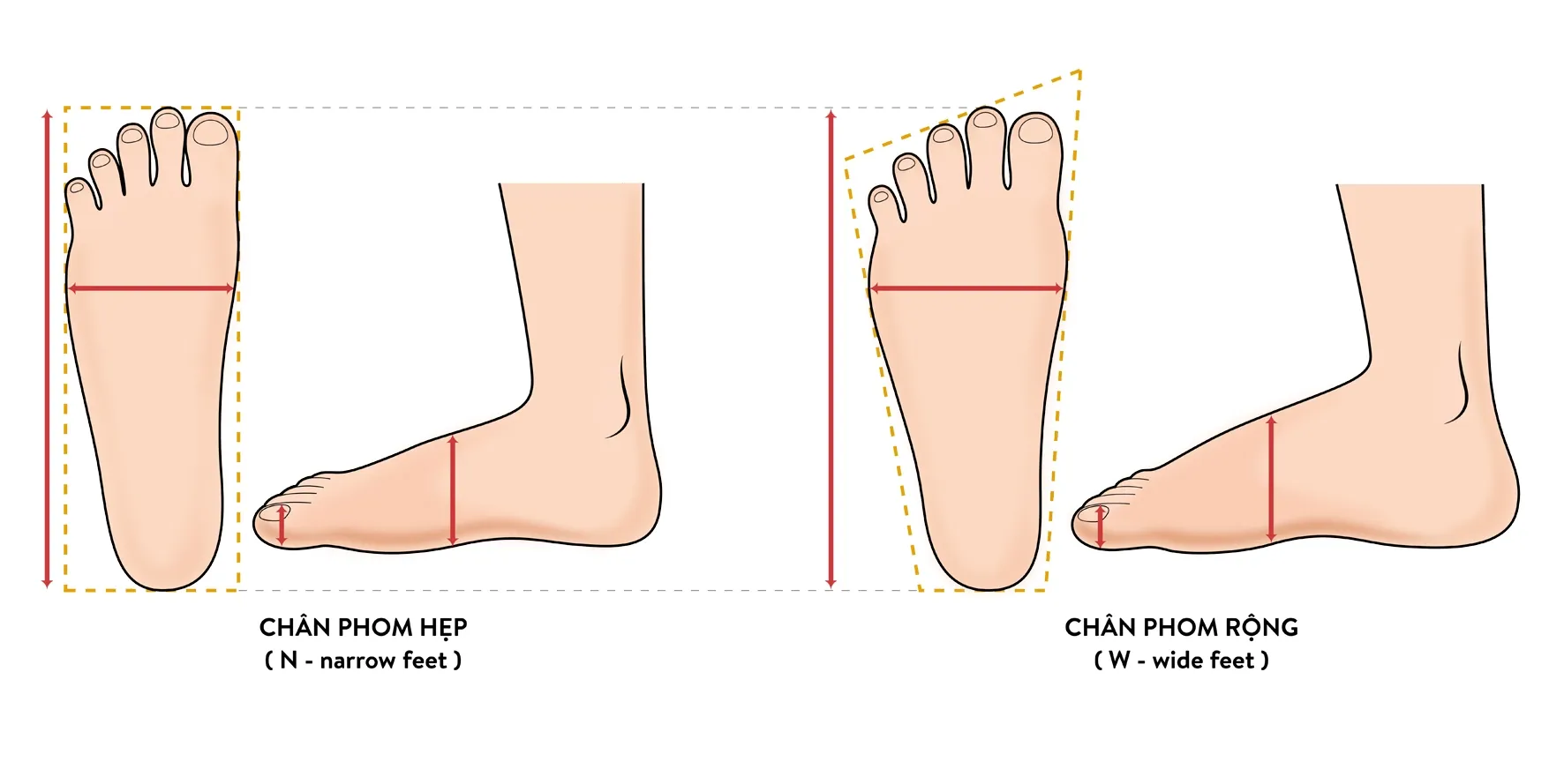 Xác định chiều rộng chân để đối chiếu với bảng size giày nữ