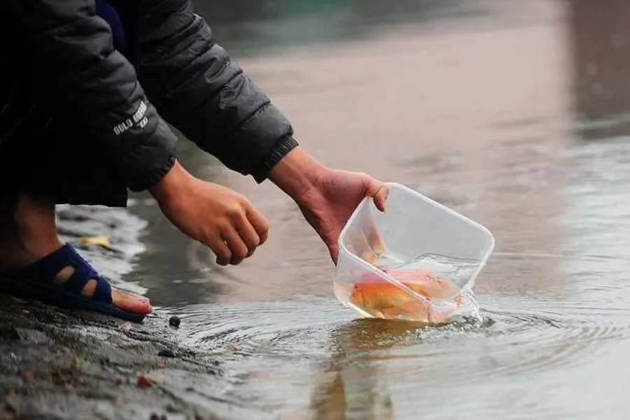 Phong tục phóng sinh cá chép trong ngày đưa Ông táo về trời là một nét đẹp văn hóa của người Việt.